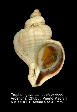 Trophon geversianus (f) varians.jpg - Trophon geversianus (f) varians(d'Orbigny,1841)